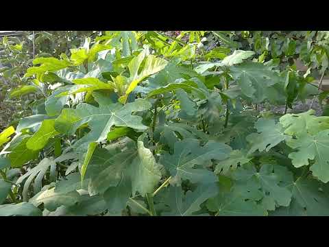 Видео: Саджанці інжиру