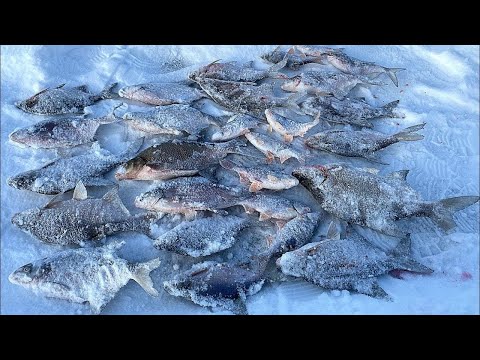 Видео: Вот это закормил лунку.Такого прессинга ЛЕЩА я не ожидал.Моя лучшая зимняя рыбалка 2023 года.