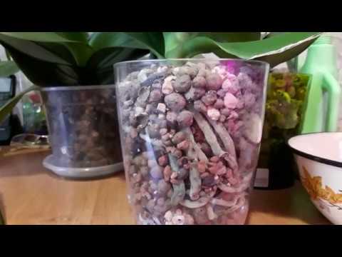 Видео: Про полив в керамзите,как определиться с поливом