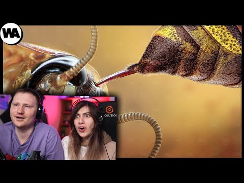 Видео: 1 Укус и Ты Зомби | РЕАКЦИЯ на WATOP