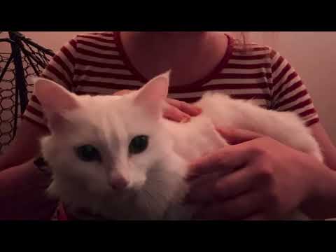 Видео: АСМР С МОЕЙ КОШКОЙ/МУР-МУР