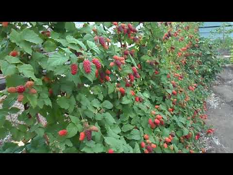 Видео: ежемалина тайберри 2018 часть - 2