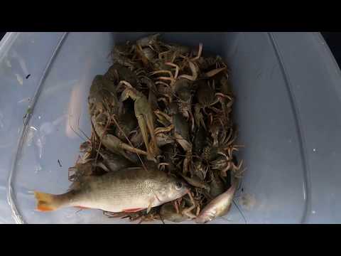 Видео: Раколовки гармошки, осень.