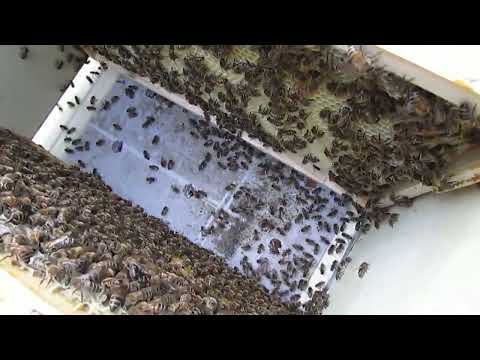 Видео: пчелы показали, что им не нужно летом, открытое сетчатое дно в жаркую погоду - часть 2