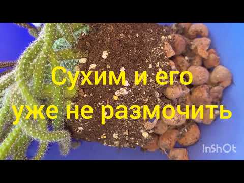 Видео: Апорокактус плетевидный. Крысиный хвост. 18.05.2023.
