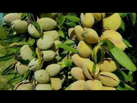 Видео: Уй шаройитида бодом ку́чатини таййорлаш усуллари