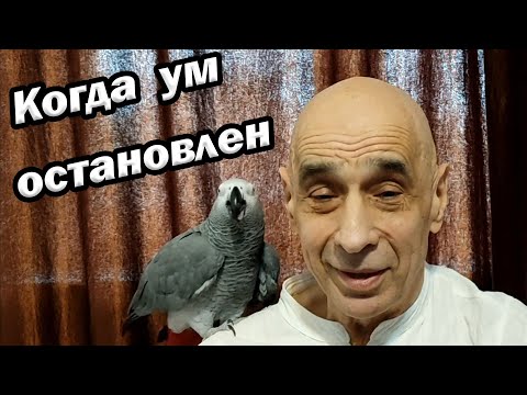 Видео: Что происходит, когда ум остановлен