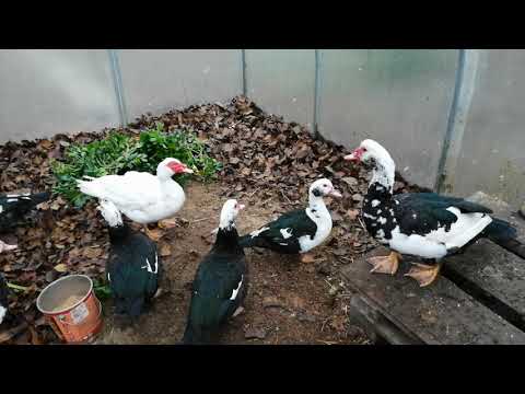 Видео: Чтобы индоутки раньше занеслись .. и не было пустых яиц..