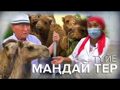 Видео: Маңдай тер: Түйе