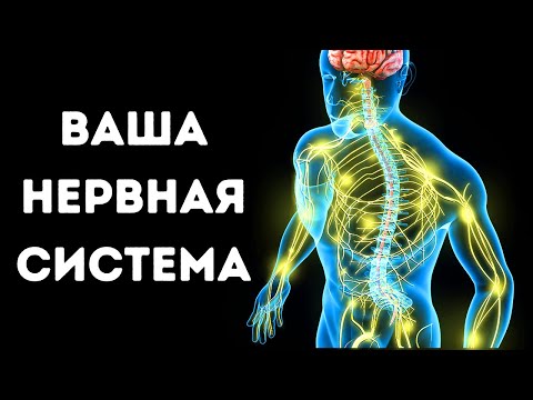 Видео: Путешествие по нервной системе человека