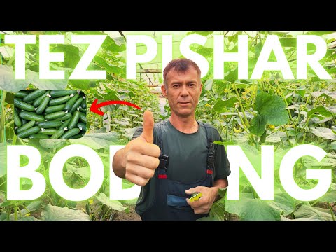 Видео: Янги Тезпишар Бодринг навлари | Yangi Tezpishar Bodring navlari