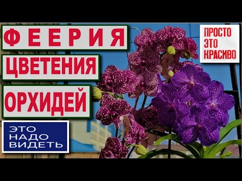 Видео: ФЕЕРИЯ ЦВЕТЕНИЯ ОРХИДЕЙ В ОКТЯБРЕ 2021 г. ВАНДЫ, ПАФИОПЕДИЛУМЫ, ФАЛЕНОПСИСЫ, ЗИГОПЕТАЛУМ, БРАССИЯ!!!