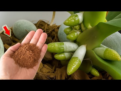 Видео: Насыпьте 1 ложку в горшок с орхидеей! Любая орхидея укоренится и зацветёт как сумасшедшая!