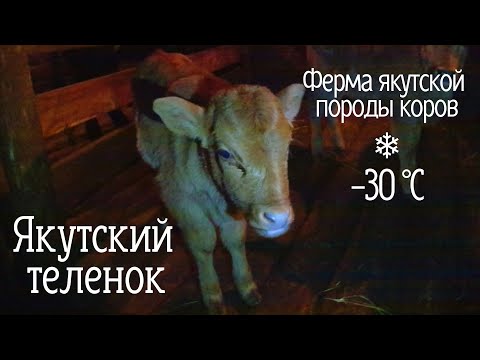 Видео: В гостях на ферме якутской породы коров | САМЫЕ МАЛЕНЬКИЕ ТЕЛЯТА | Саха ынаҕа Yakut cattle farm