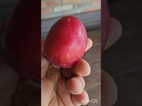 Видео: На 7 августа,шарафуга вызрела!