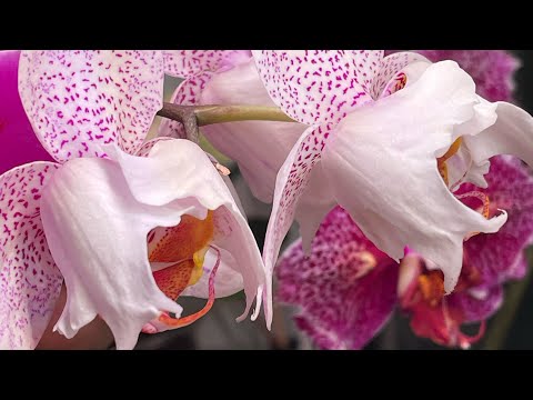 Видео: … и снова цветение 🦋🦋🦋 Мои редкости 🤍