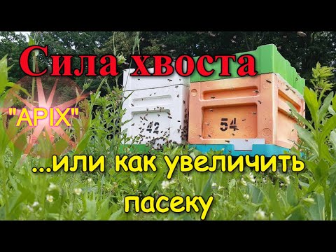 Видео: Отбор маток и меда с шестирамочника Сила хвоста Рентабельность улья /FABRO