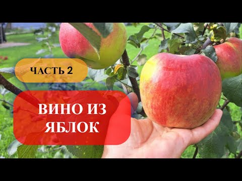 Видео: 2 часть. Вино из яблок
