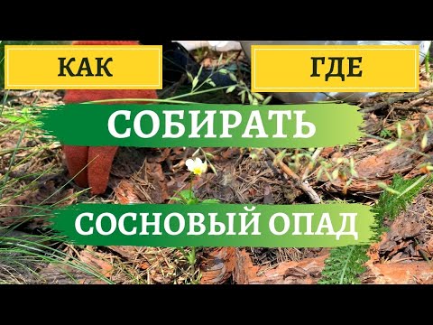 Видео: КАК И ГДЕ СОБИРАТЬ СОСНОВЫЙ ОПАД  | ВИДЫ ОПАДА