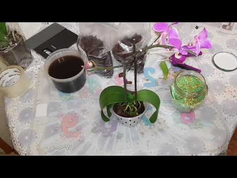 Видео: Восстановление тургора у здоровой орхидеи. Легко!