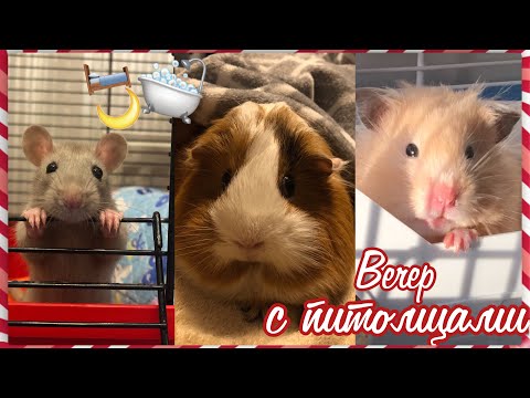 Видео: Мой вечер с питомцами|морские свинки|хомяк|крыса|СВИНКИ с МОРЯ