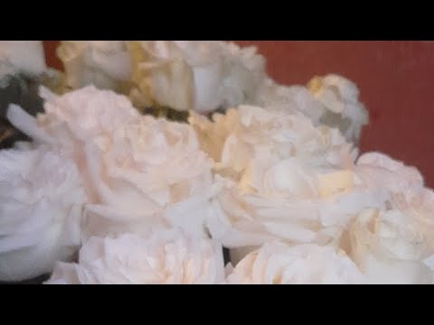 Видео: Его чувства к Вам☝️💗