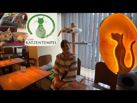 Видео: Первое кафе кошек в Германии Catcafe Наши будни #germany #nuremberg