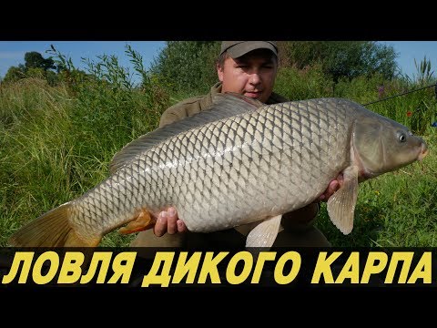 Видео: ЛОВЛЯ ДИКОГО КАРПА. В поисках трофейного карпа на дикаре.