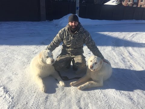 Видео: Дрессировка щенка Алабая (кобель и сука)