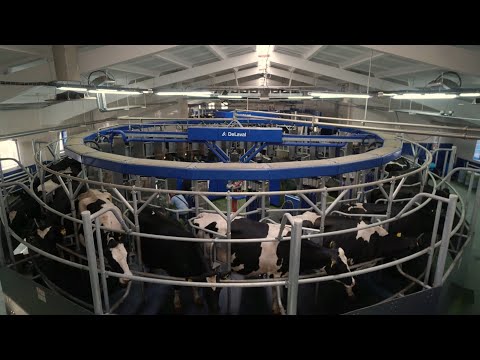 Видео: Роботизированные доильные установки: Доильный робот DeLaval AMR. Проект по ключ.
