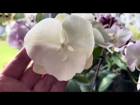 Видео: ЦВЕТЕНИЕ ОРХИДЕЙ🌸🌸🌸 , ОКТЯБРЬ, 🍁🍁🍁ЕСТЬ НА ЧТО ЛЮБОВАТЬСЯ ❤️