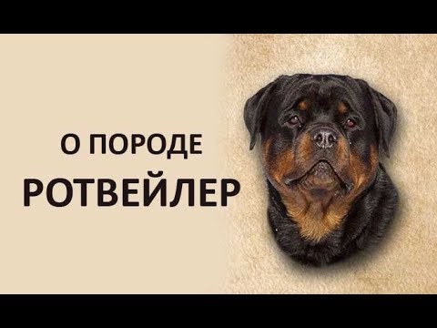 Видео: О породе РОТВЕЙЛЕР. Интервью. Васильева М. Н. и Деркач А. А.
