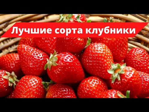 Видео: Самые вкусные сорта крупноплодной клубники. Что надо знать, прежде чем  посадить гигантскую ягоду.