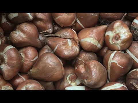 Видео: Подведение итогов продаж луковицы тюльпанов 2023