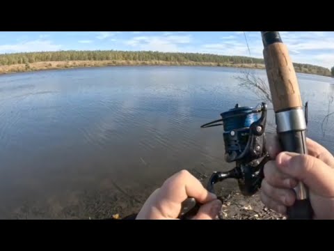 Видео: Осенняя рыбалка на КАРПА! Пуфики спасли всю рыбалку.