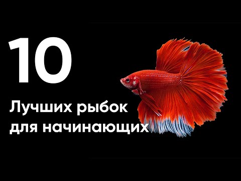 Видео: 10 лучших рыбок для начинающих