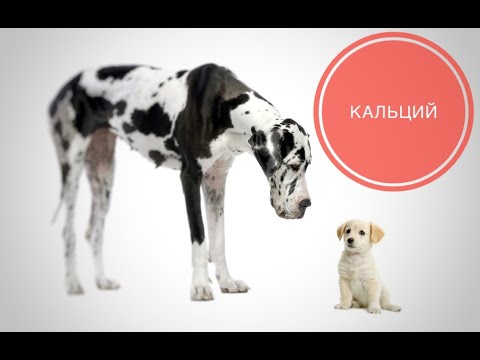 Видео: Роль кальция в обмене веществ
