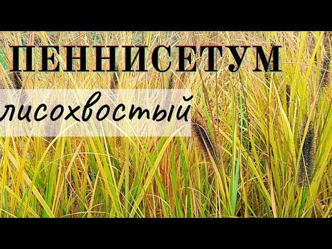 Видео: Обзор и сравнение Пеннисетум Black Beauty, Red Head, Japonicum, Moudry -  шикарный цветник осенью