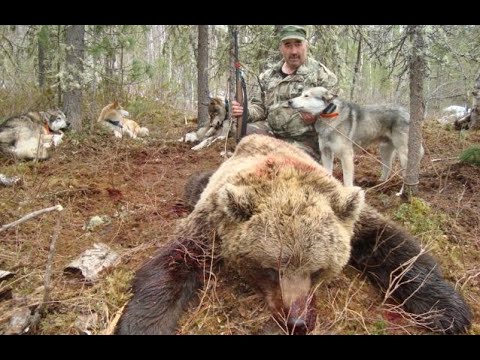 Видео: Не байки о лайках: охота на медведя, вятские лайки и работа егерем