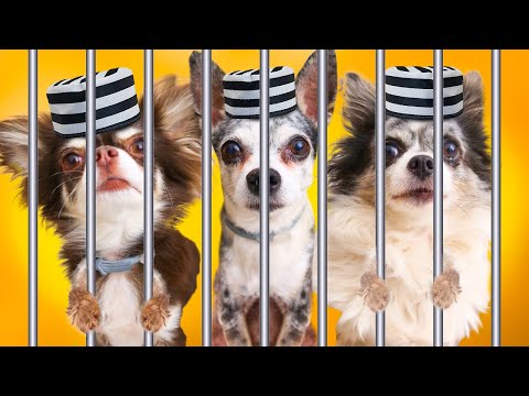 Видео: ПОБЕГ ИЗ ТЮРЬМЫ ЧЕЛЛЕНДЖ! Кто первый из питомцев выберется из лабиринта тюрьмы?