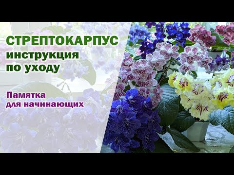 Видео: ИНСТРУКЦИЯ ПО УХОДУ за стрептокарпусами I ПАМЯТКА для начинающих