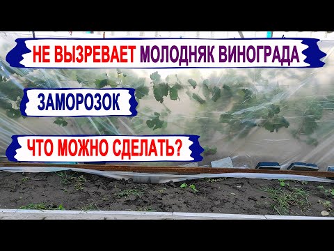 Видео: 🍇 Если не ВЫЗРЕВАЕТ лоза винограда, а завтра МОРОЗ.  Что можно сделать?