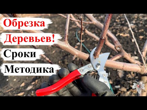 Видео: ОБРЕЗКА ПЛОДОВЫХ Деревьев! СРОКИ и МЕТОДИКА