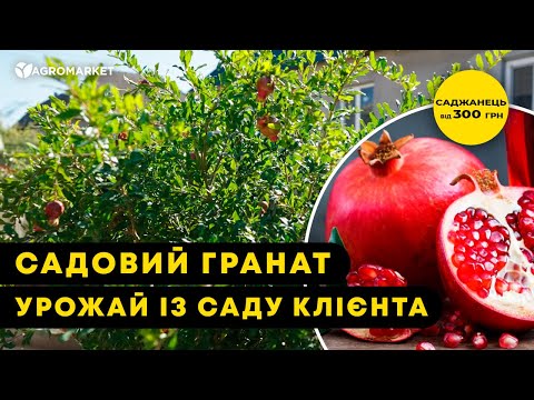 Видео: 🌳 ЩО ВИРОСЛО У КЛІЄНТА АГРОМАРКЕТ | Рясний урожай ГРАНАТА "ГЮЛЕЙША" вже за 2 роки | Agro-Market.ua