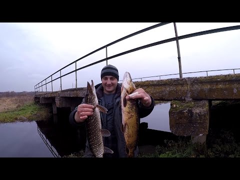 Видео: СПИННИНГ НА ТОРФЯНИКАХ.  ЩУКА . 22.10.2022