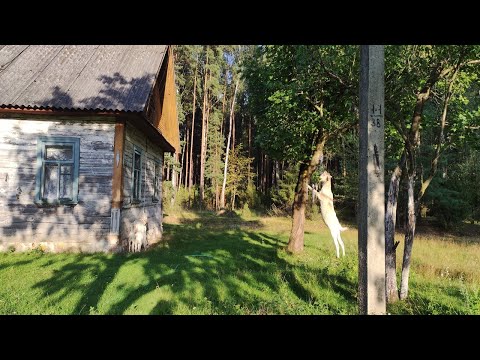 Видео: БЕЛОРУССКИЙ ХУТОР. Черничная поляна, четвероногие друзья. Здесь душа отдыхает, а руки делом заняты.