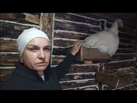 Видео: Жизнь в деревне Казахстана 🇰🇿/ мой честный отзыв на пароочиститель 