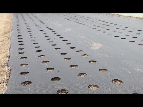Видео: Хризантема 2023 год .Подготовка к высадке.