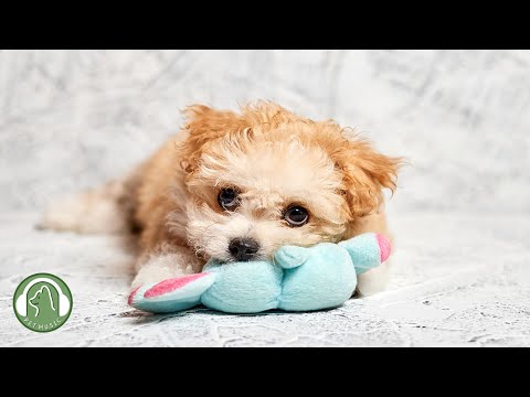 Видео: Успокаивающая музыка для спящих собак🐶Музыка для снятия тревоги и стресса🎵Любимая музыка для собак