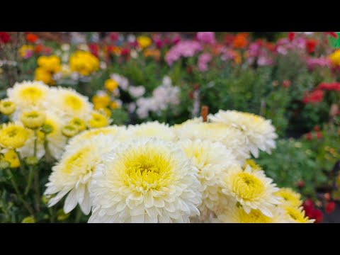 Видео: ЧАСТЬ 1. СРЕЗОЧНЫЕ СОРТА ХРИЗАНТЕМ.  МОЯ КОЛЛЕКЦИЯ ВАШЕМУ ВНИМАНИЮ. 